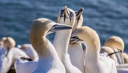 九游(jiuyou)官方网站-中超场均传球次数排名对照，中超场均观众人数