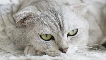 JiuyouAPP下载-全国青少年体操版块精彩纷呈，创新不断，全国青少年艺术体操技术大赛