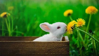 九游jiuyou-尼斯中场核心累积黄牌，下轮缺阵成疑，尼斯ds