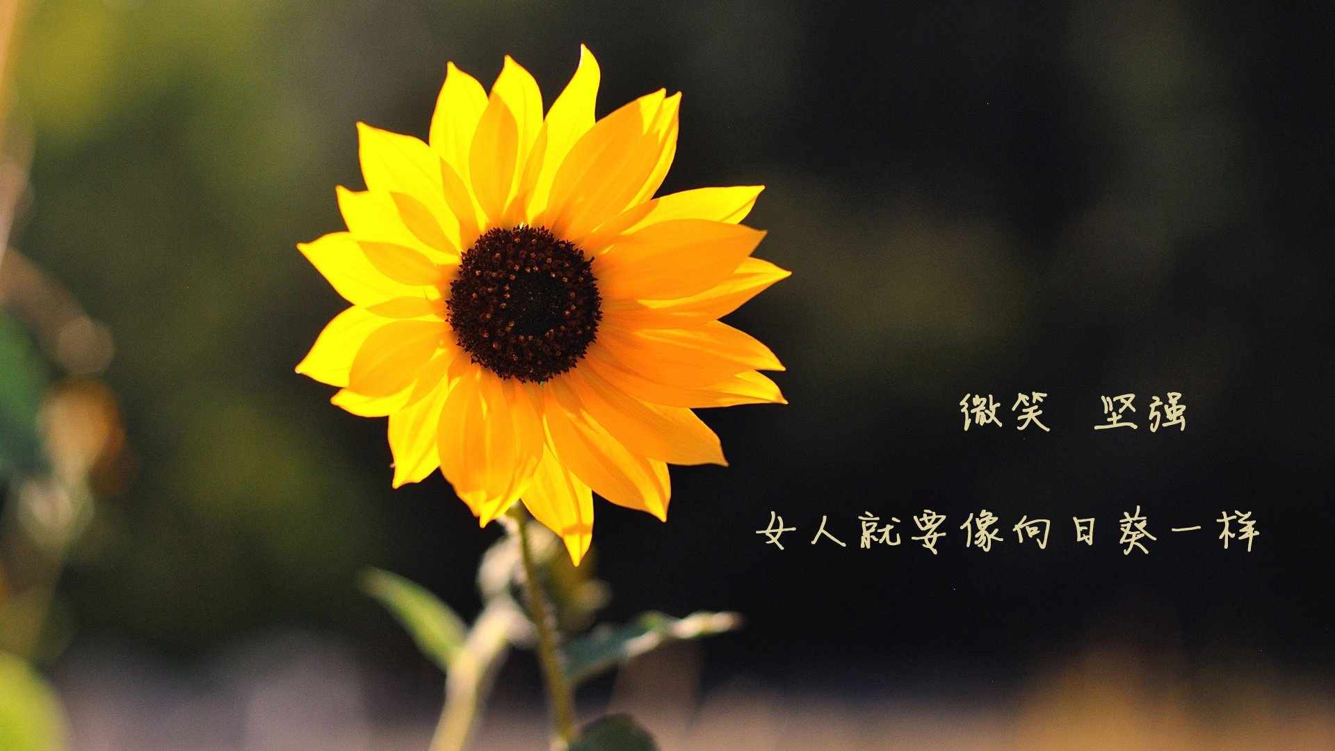勇士战胜开拓者，威金斯表现抢眼，威金斯 勇士 交易