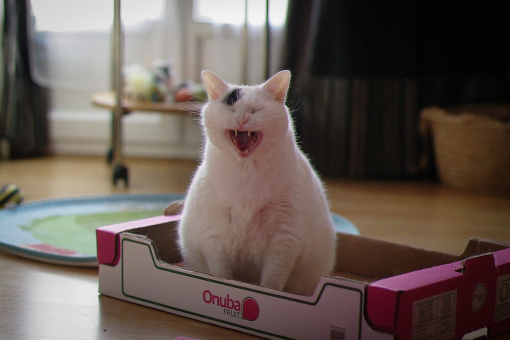 国际青少年篮球论坛召开，教育与运动并重成共识，青少年篮球赛事