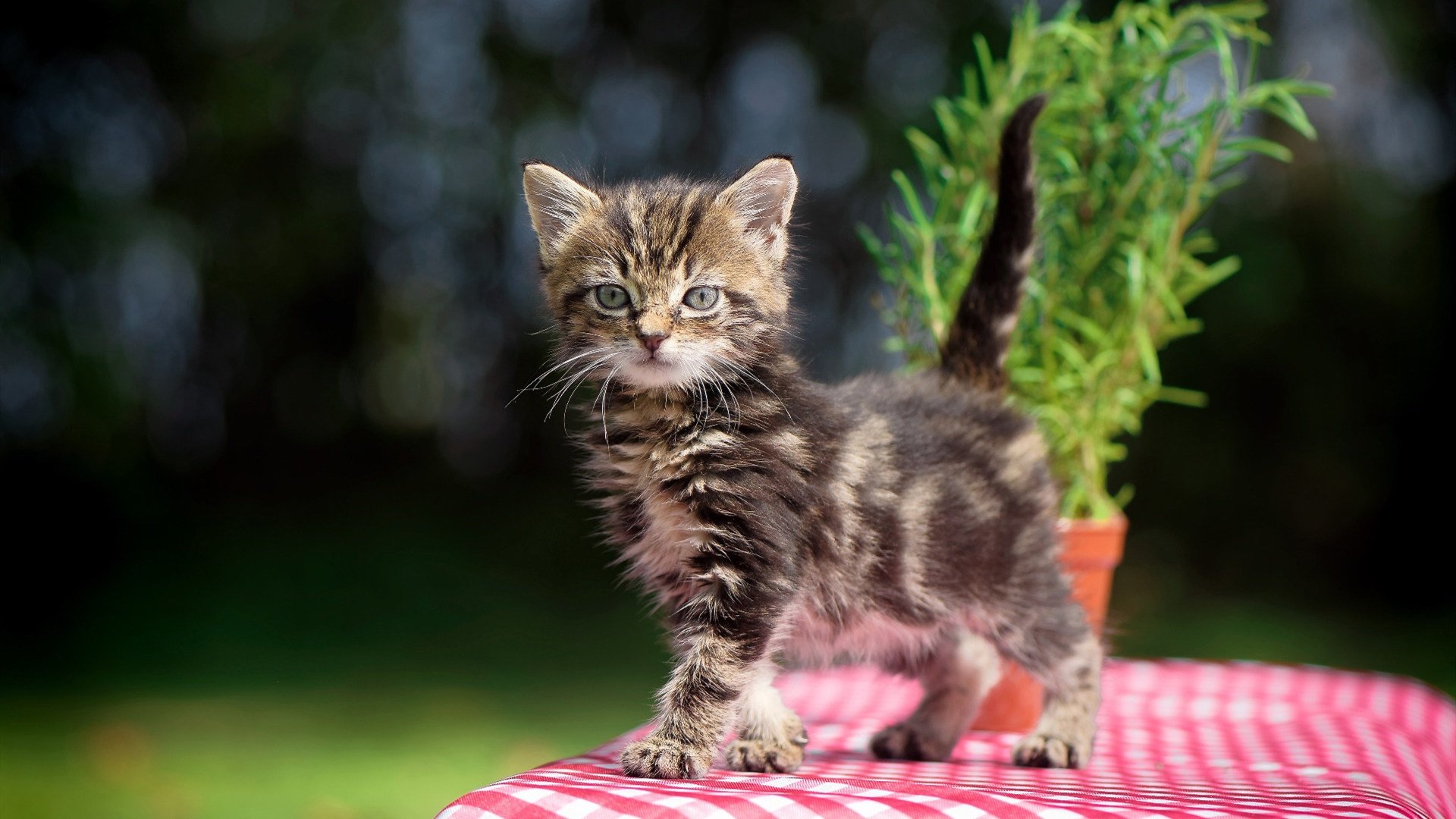 塞尔维亚女篮在欧洲锦标赛上迎战强敌,争夺金牌,塞尔维亚女篮球世界排名