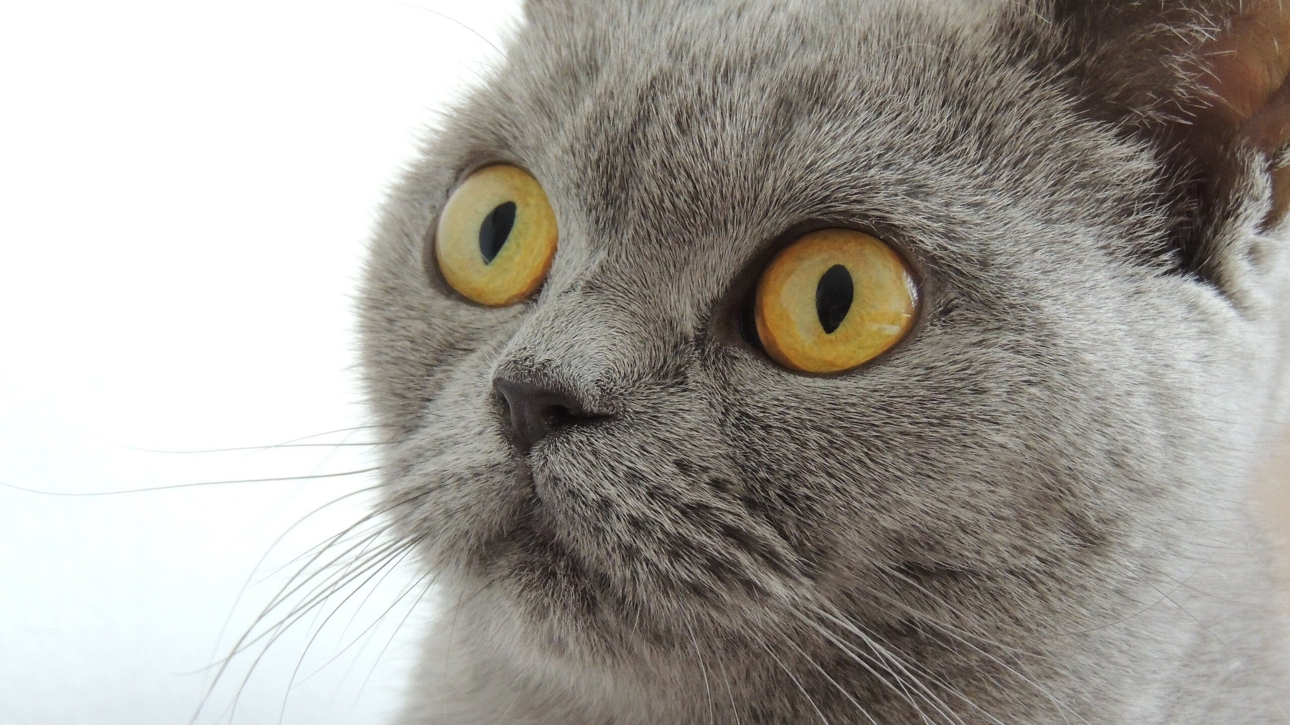 女子田径接力队再创佳绩引发关注,女子田径4x100米接力选手