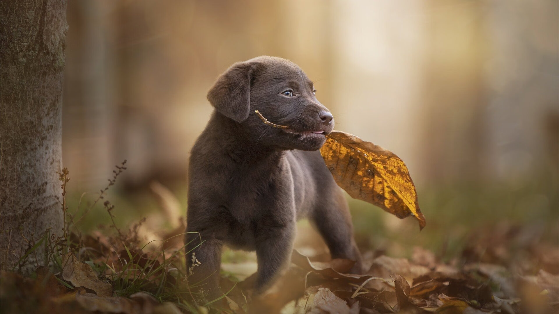 阿根廷美洲雄鹰队的强势崛起，冲击南半球橄榄球霸主地位，阿根廷 鹰