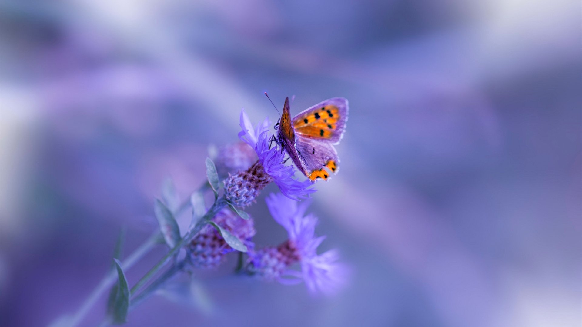 韩国水球战术灵活多变，水球男队