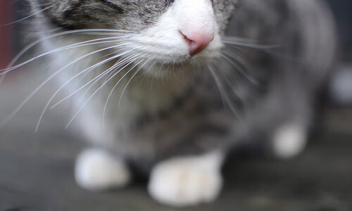 九游网页版官网-麦克沃伊冲刺阶段完美爆发，麦克沃德